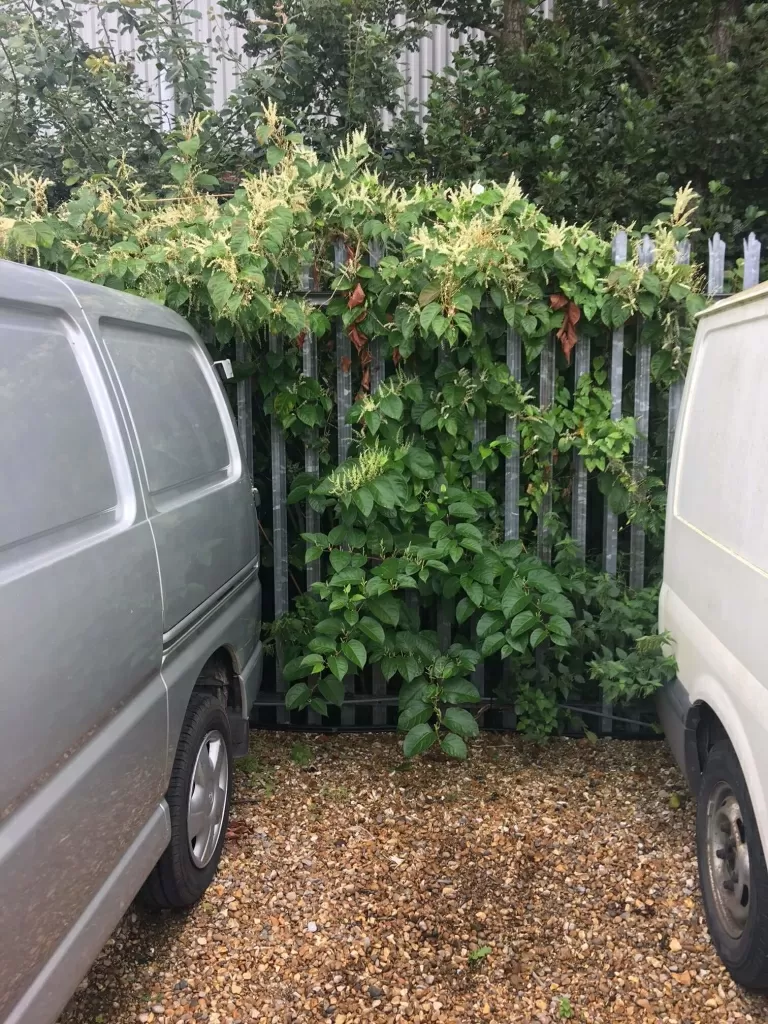 Japanese Knotweed in Hinckley