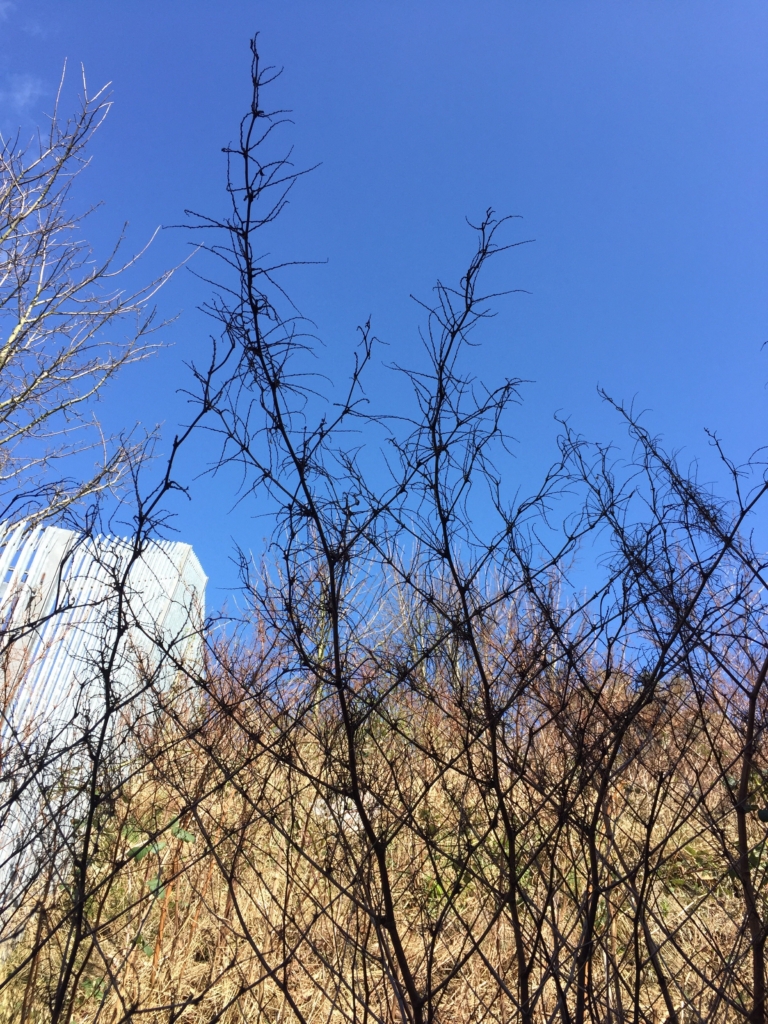 Removal of Japanese Knotweed in Market Bosworth and throughout the UK is important. It enables the control of this invasive weed. It has become prevalent throughout the UK over the last few years. However, all is not lost as Japanese knotweed removal can take place. We have been carrying out removal of Japanese Knotweed in Market Bosworth for many years. If you have Japanese Knotweed, contact us today! We can organise for you to have a site survey carried out. This will detail where the Japanese Knotweed is, the effects it has had on your land and the risks involved. Following on from this we would carry out a management plan, this will include the recommended treatment method. The most common method is herbicide treatment, this kills not only the top of the plant but also the roots. The herbicide can be sprayed or injected into the knotweed plant. Injection is commonly used when the Knotweed is close to a water source or other plants. We use a glyphosate based systemic translocating herbicide, which is 300 times stronger then available to the public. This ensures that we completely remove Japanese Knotweed from you site. However, excavation and removal is another method used. This is often used on commercial sites or land where building work is happening. Many of these sites have time constraints for the planned building work. Therefore, excavation ensures that the Japanese Knotweed is removed quickly and efficiently from site. Meaning that the building work can be completed with little delay