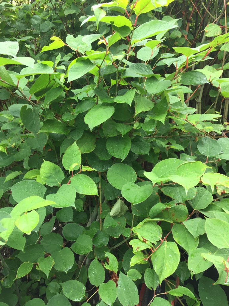 Japanese Knotweed Removal in Market Harborough