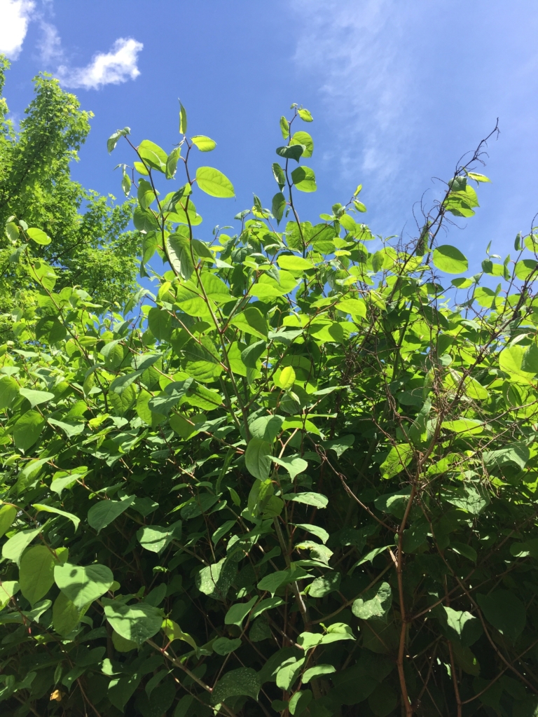 Eradication of Japanese Knotweed in Syston