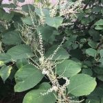 Removing Japanese Knotweed in Oadby