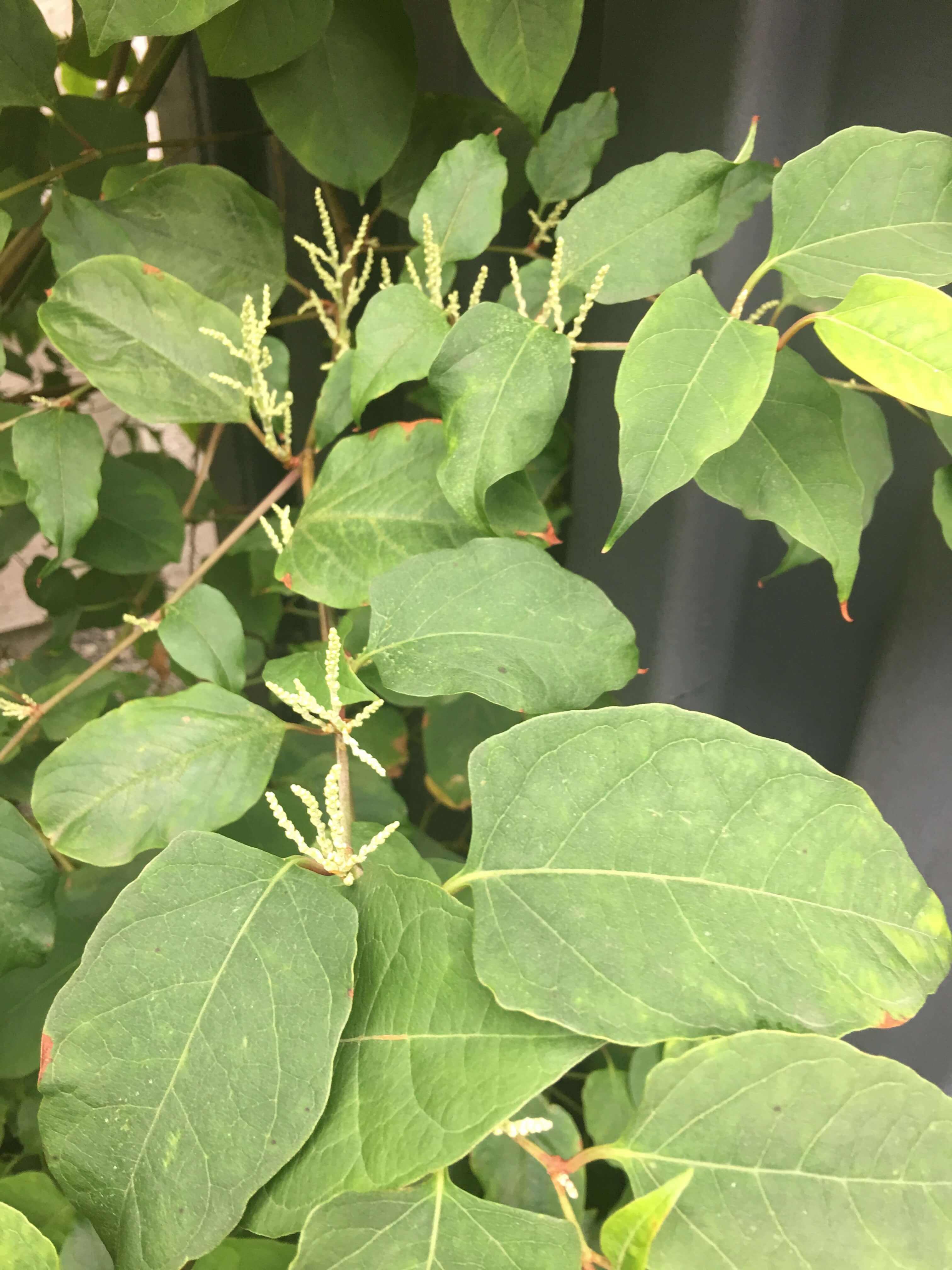 japanese knotweed in Lutterworth