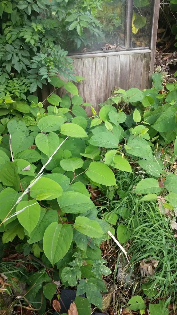 Japanese Knotweed in Melton Mowbray