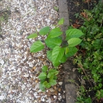 Japanese Knotweed Removal in Ashby-de-la-Zouch