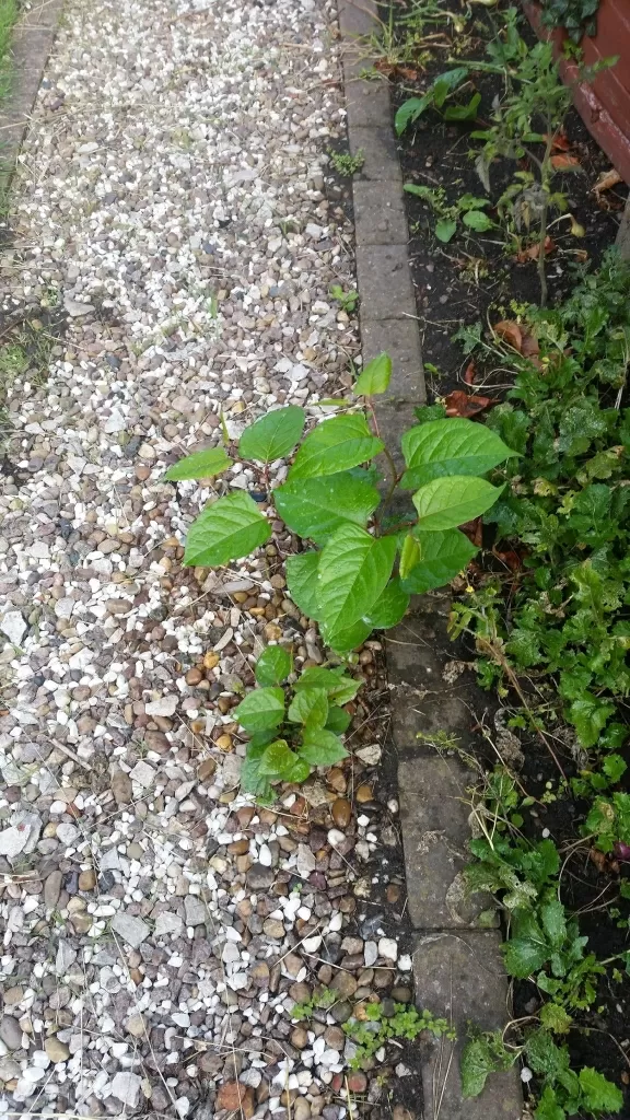 Japanese Knotweed in Ellerton