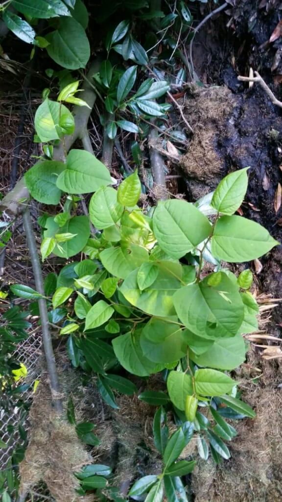 Japanese Knotweed Eradication in Loughborough