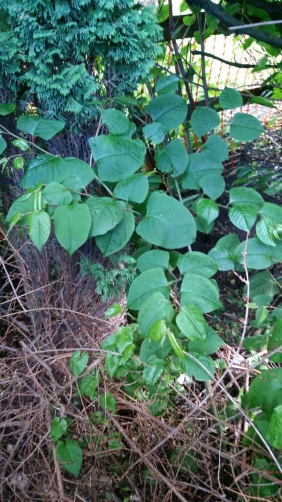 Japanese Knotweed Removal in Braunstone Town