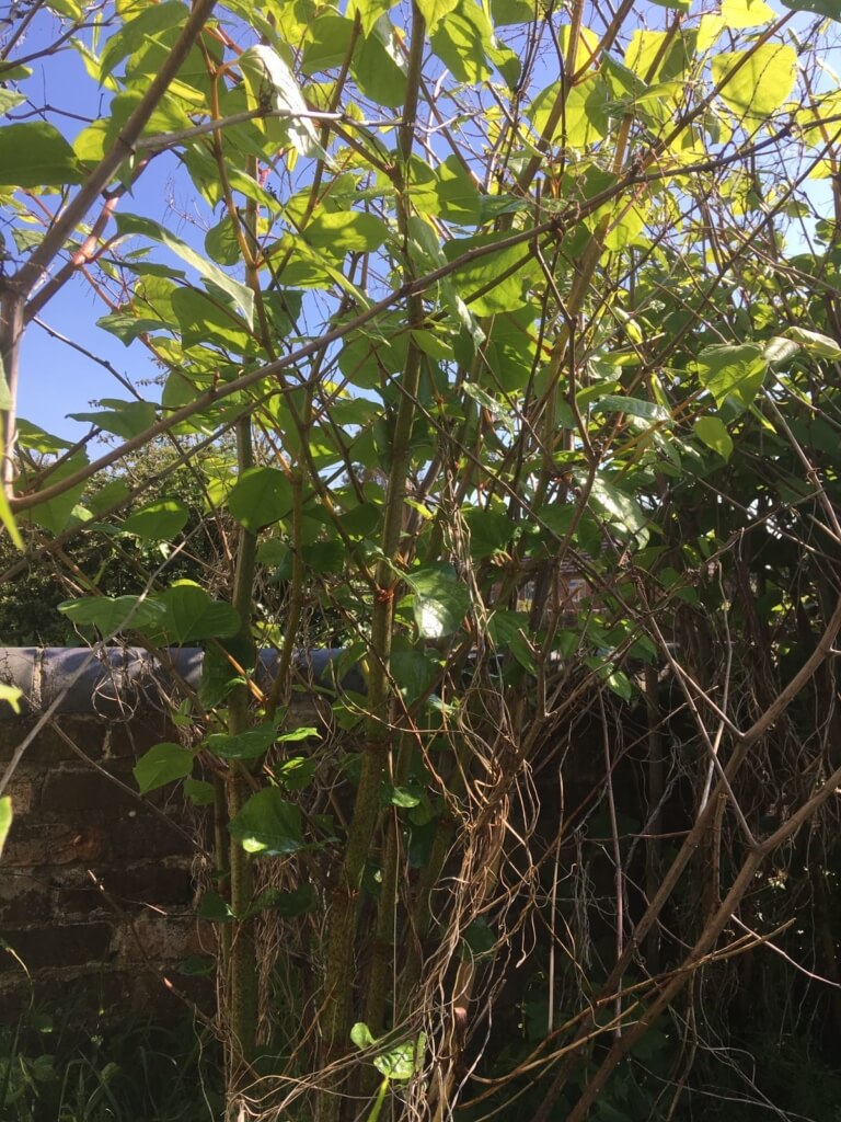 Japanese Knotweed Eradication in Coalville