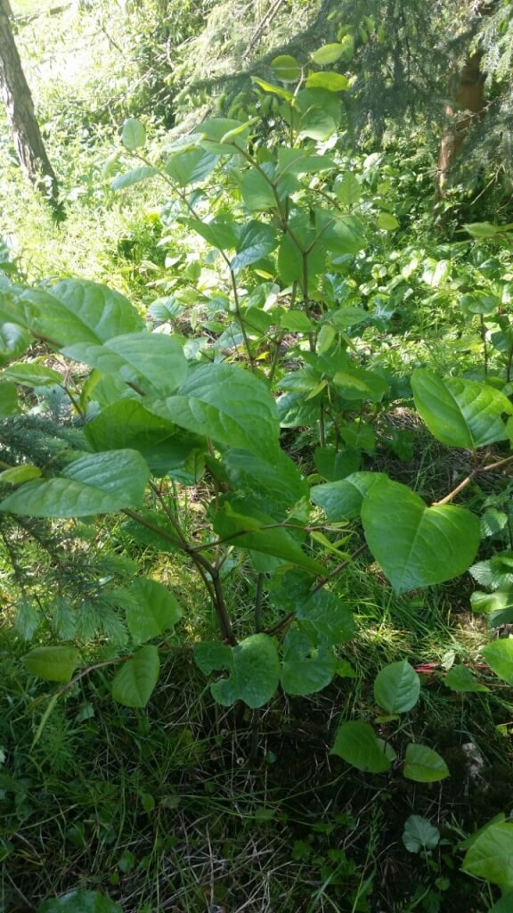 Removal of Japanese Knotweed in Market Harborough