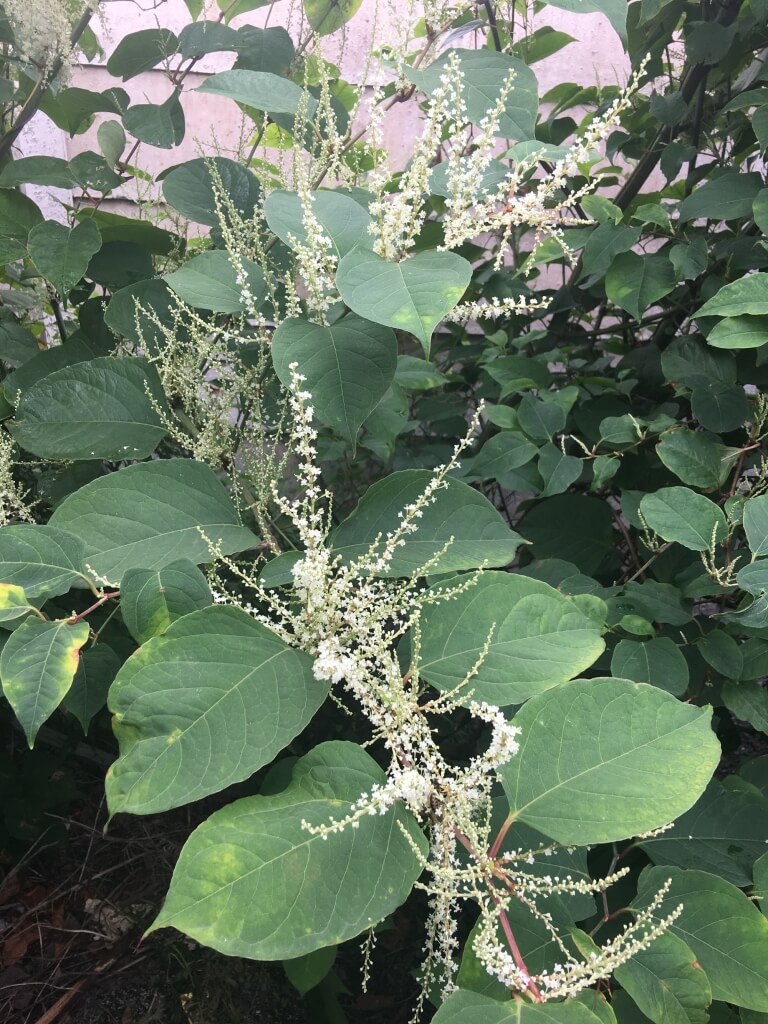 Removing Japanese Knotweed in Oadby