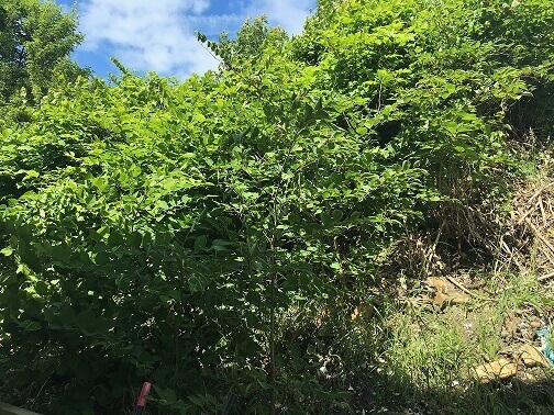 Japanese Knotweed Eradication in Clun