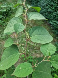 Knotweed Eradication in Wem - Japanese Knotweed Expert - Japanese Knotweed Removal and Eradication Knotweed Eradication in Wem