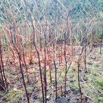 Japanese Knotweed Eradication in Wellington - Japanese Knotweed Dying Back