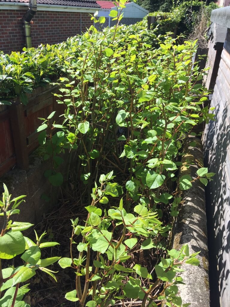 Japanese Knotweed Removsl in Craven Arms