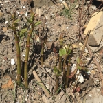 Removal of Japanese Knotweed in Ellesmere - New Growth of Japanese knotweed