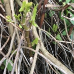 Japanese Knotweed Removal in Broseley