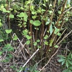 Removal of Japanese Knotweed in Whitchurch