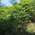 Japanese Knotweed Eradication in Clun