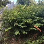 Japanese Knotweed Eradication in Shrewsbury