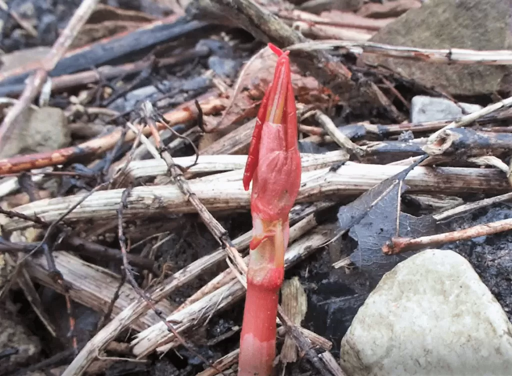 identifying japanese knotweed