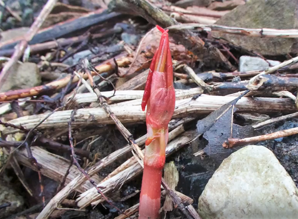 Japanese knotweed red shoot