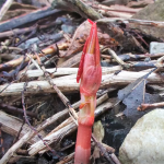 Japanese Knotweed Eradication in Wem - New Shoot, Spring Growth