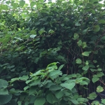 Eradicating Japanese Knotweed in Church Stretton