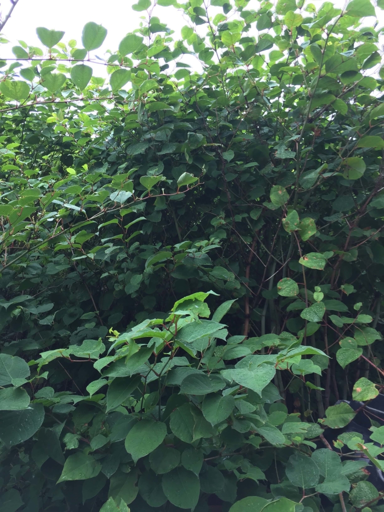 Eradicating Japanese Knotweed in Church Stretton