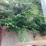 Japanese Knotweed Removal in Cleobury Mortimer - Japanese Knotweed growing through a wall
