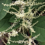 Eradication of Japanese Knotweed in Madeley - Japanese Knotweed in Flower