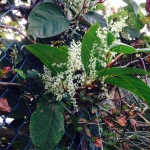 Eradicating Japanese Knotweed in Much Wenlock - Japanese Knotweed in Flower