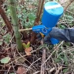 Japanese Knotweed Removal in Craven Arms - Injecting Herbicide