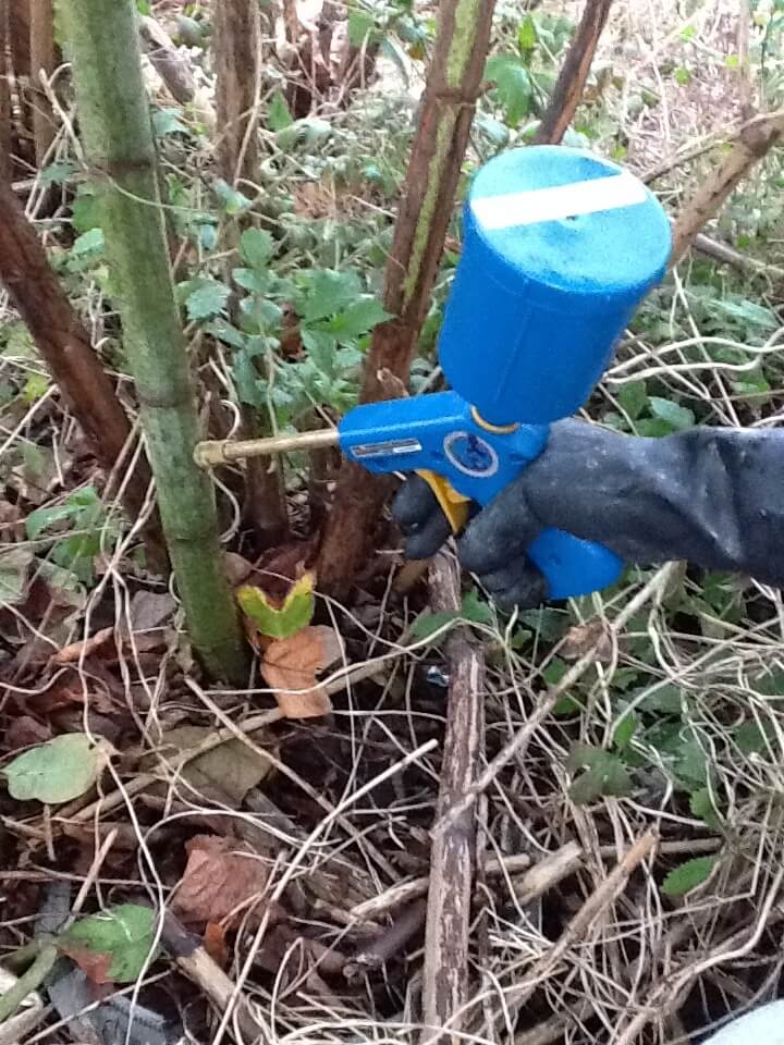 herbicide treatment of japanese knotweed in church stretton