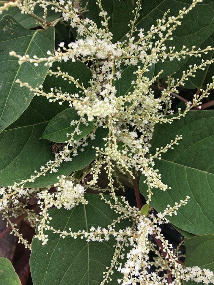 Japanese Knotweed in Madeley