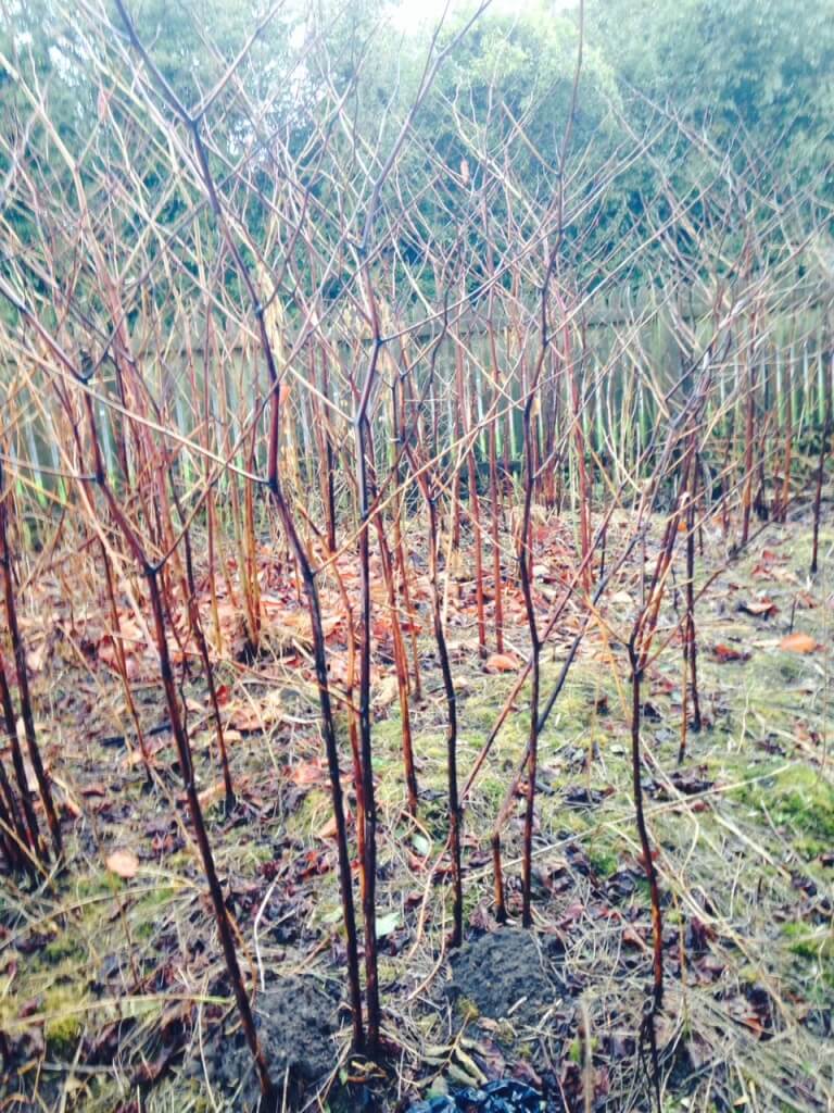 Japanese Knotweed Eradication in Wellington