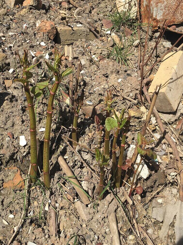 Removal of Japanese Knotweed in Ellesmere