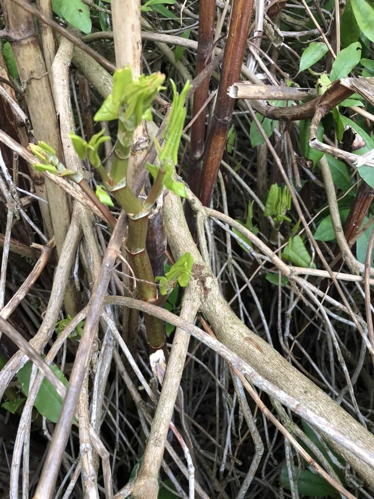 knotweed in oakengates