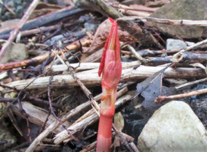 Japanese knotweed in spring