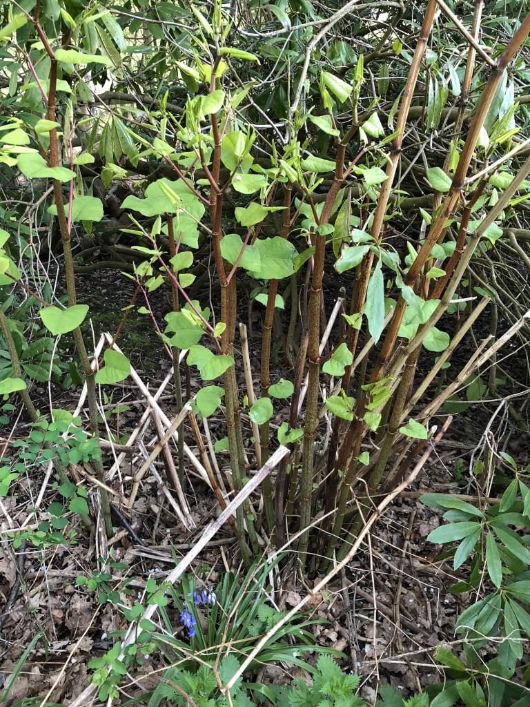 Removal of Japanese Knotweed in Whitchurch