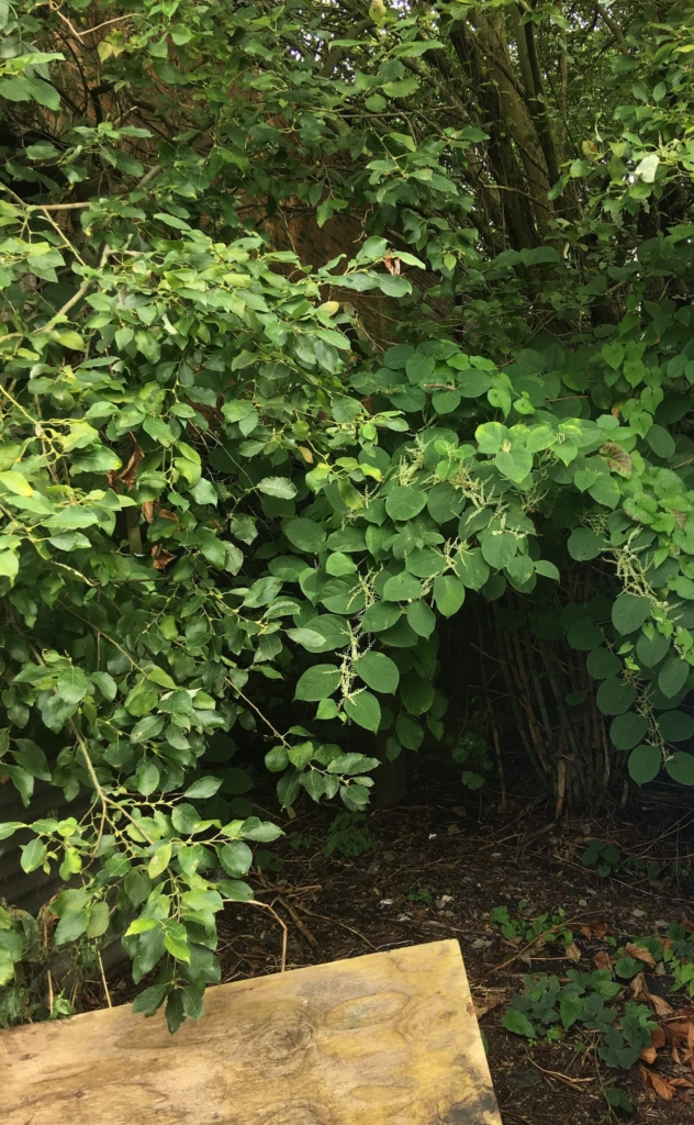 Removal of Japanese Knotweed in Sutton Coldfield