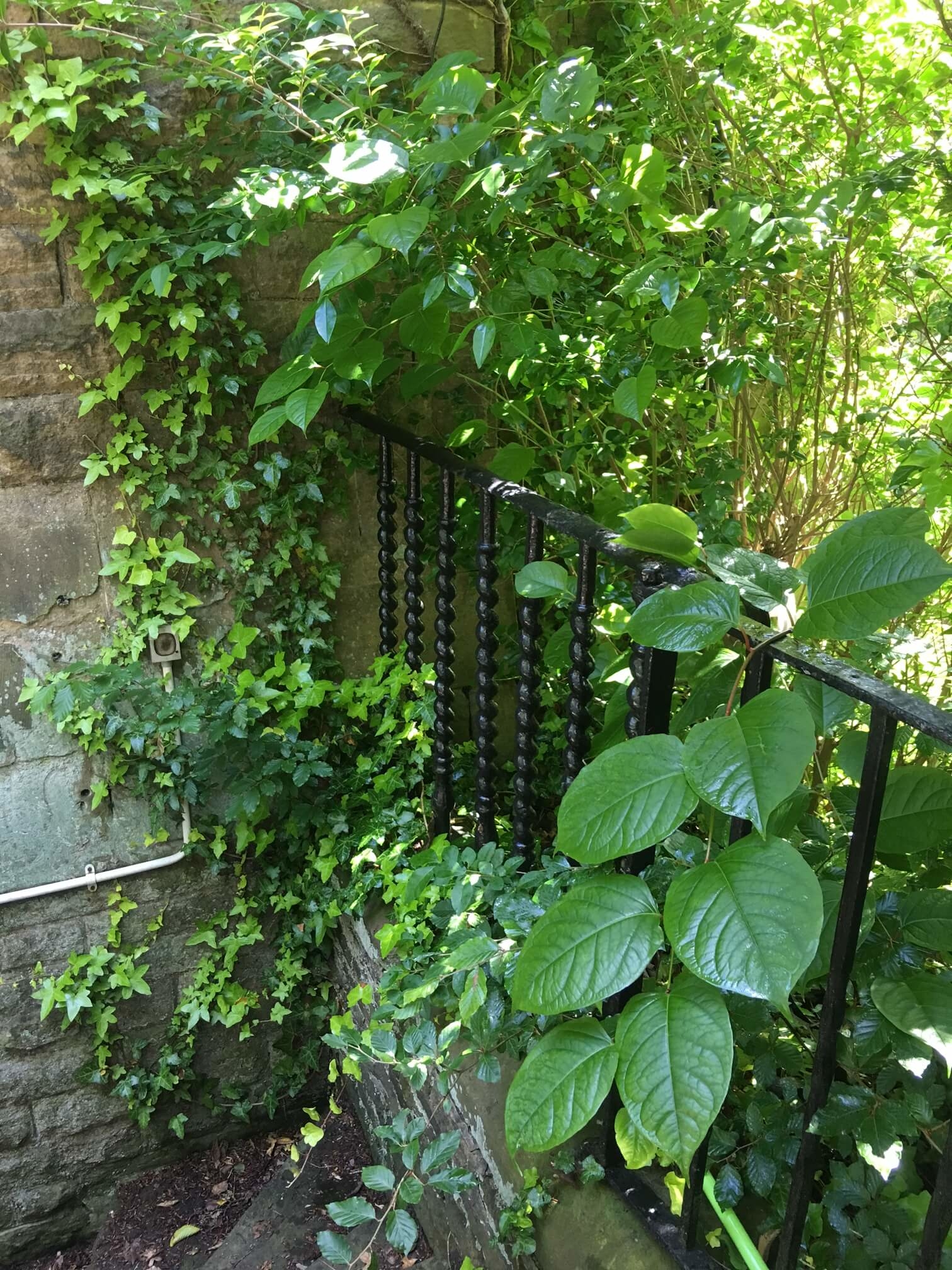 Eradication of Japanese Knotweed in Southport