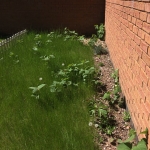 Japanese Knotweed Eradication in Bilston