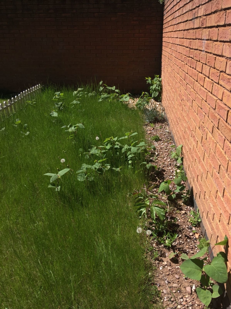 Japanese Knotweed in Bilston