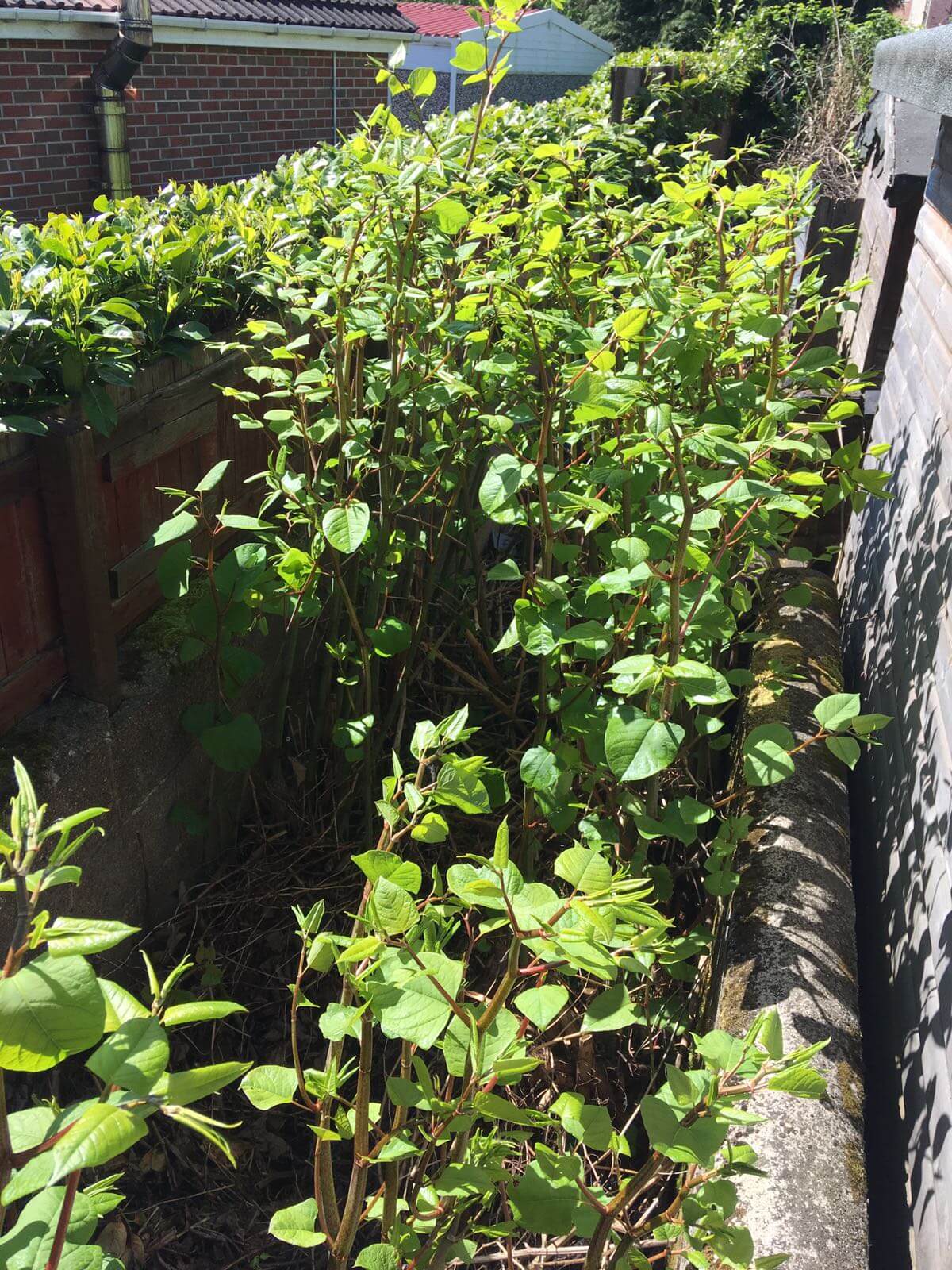 Removal of Japanese Knotweed in Solihull