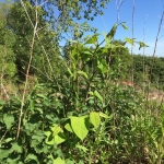 Eradicating Japanese Knotweed in Bloxwich