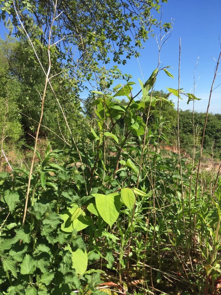 Eradicating Japanese Knotweed in Bloxwich