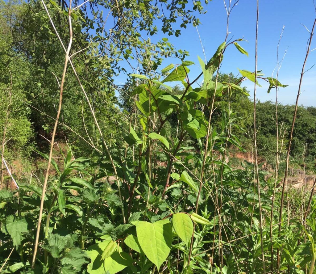 Japanese Knotweed in Stone