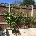 Japanese Knotweed Eradication in Lye