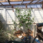 Removal of Japanese Knotweed in Netherton