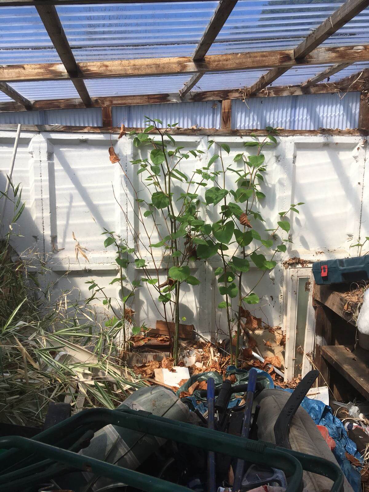 Removal of Japanese Knotweed in Netherton